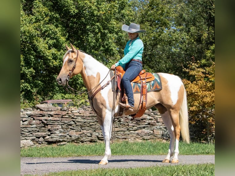 American Quarter Horse Castrone 11 Anni Tobiano-tutti i colori in Everett PA