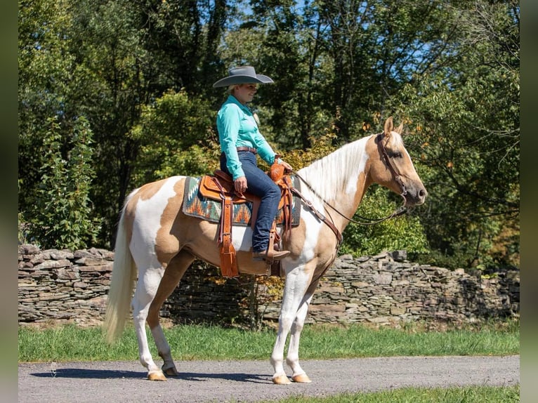 American Quarter Horse Castrone 11 Anni Tobiano-tutti i colori in Everett PA