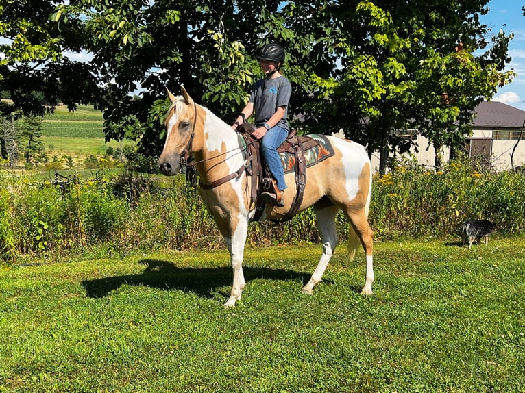 American Quarter Horse Castrone 11 Anni Tobiano-tutti i colori in Everett PA