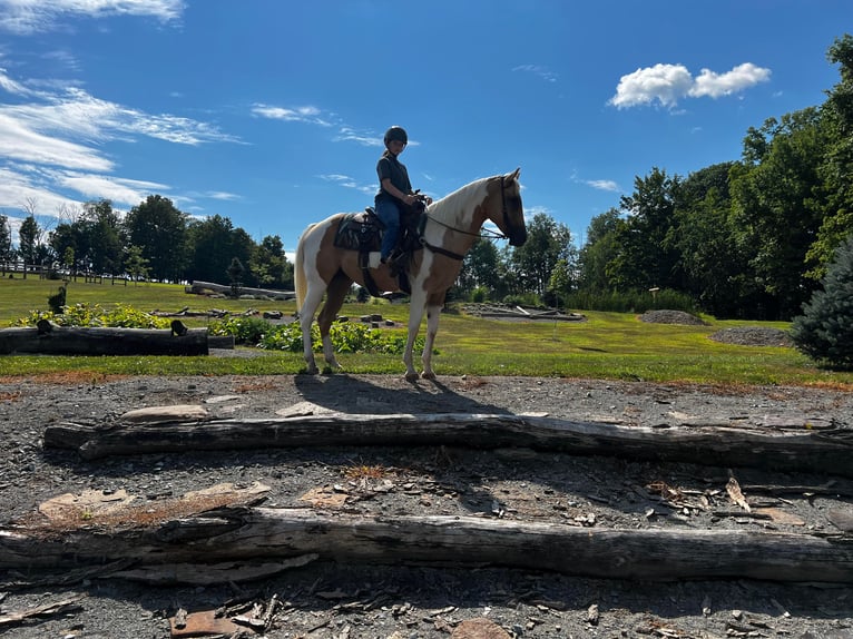 American Quarter Horse Castrone 11 Anni Tobiano-tutti i colori in Everett PA