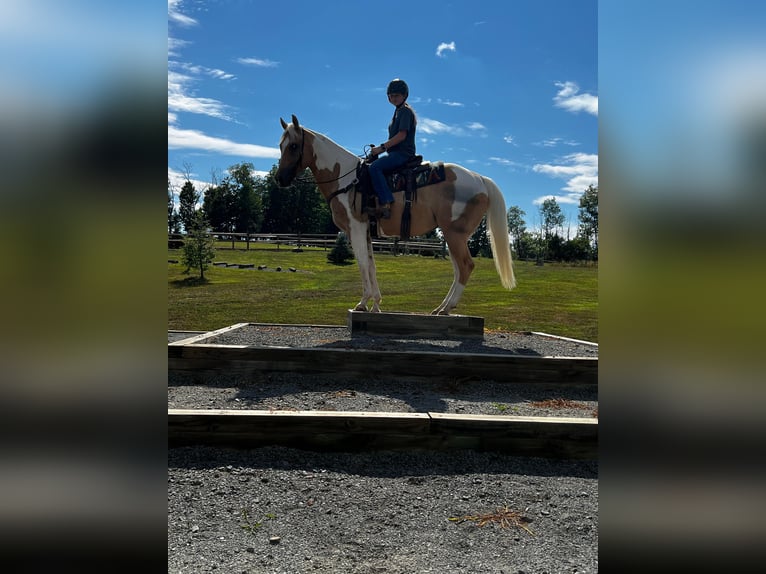 American Quarter Horse Castrone 11 Anni Tobiano-tutti i colori in Everett PA