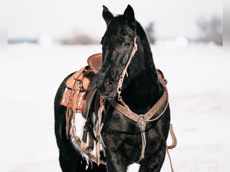 American Quarter Horse Castrone 11 Anni Tobiano-tutti i colori in Fieldon IA