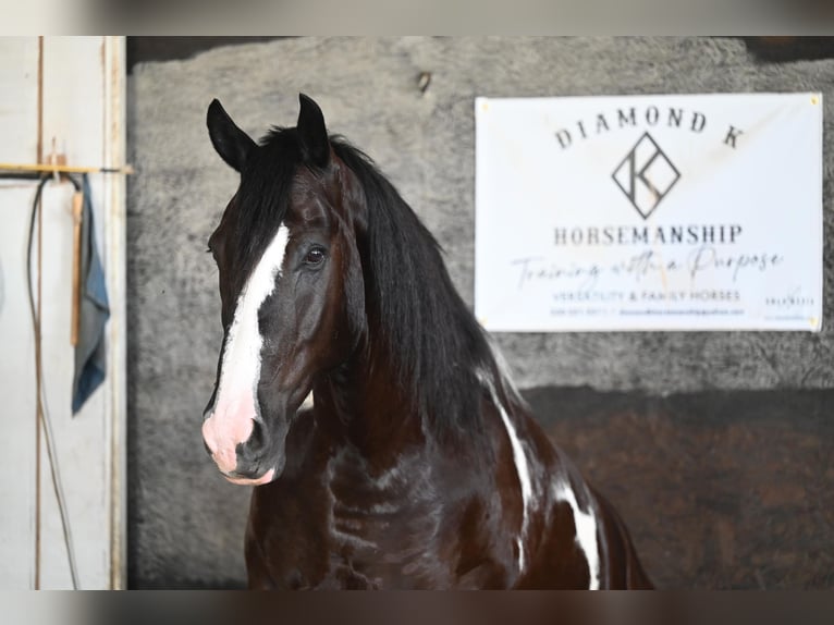 American Quarter Horse Castrone 11 Anni Tobiano-tutti i colori in Jackson OH