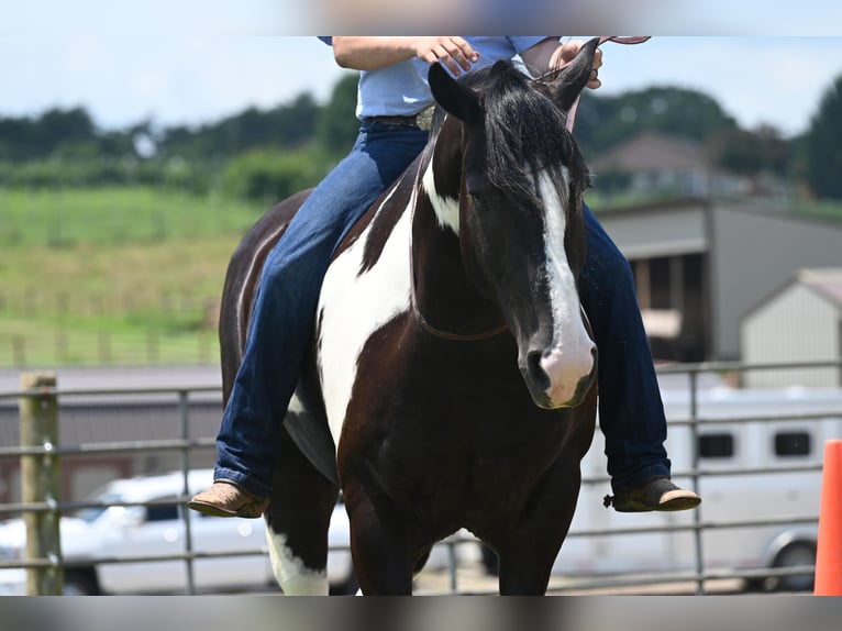 American Quarter Horse Castrone 11 Anni Tobiano-tutti i colori in Jackson OH