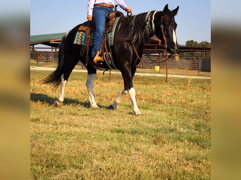 American Quarter Horse Castrone 11 Anni Tobiano-tutti i colori in Keene TX