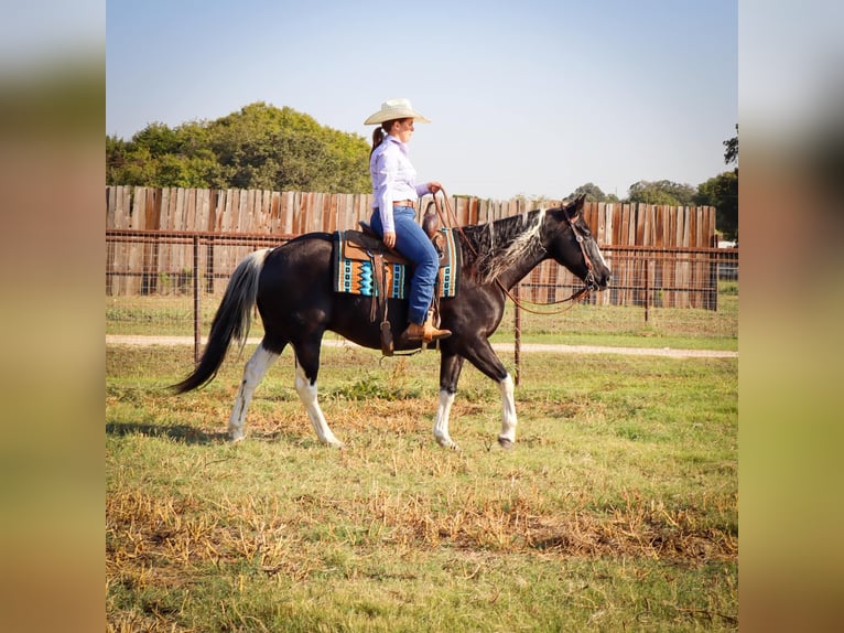 American Quarter Horse Castrone 11 Anni Tobiano-tutti i colori in Keene TX