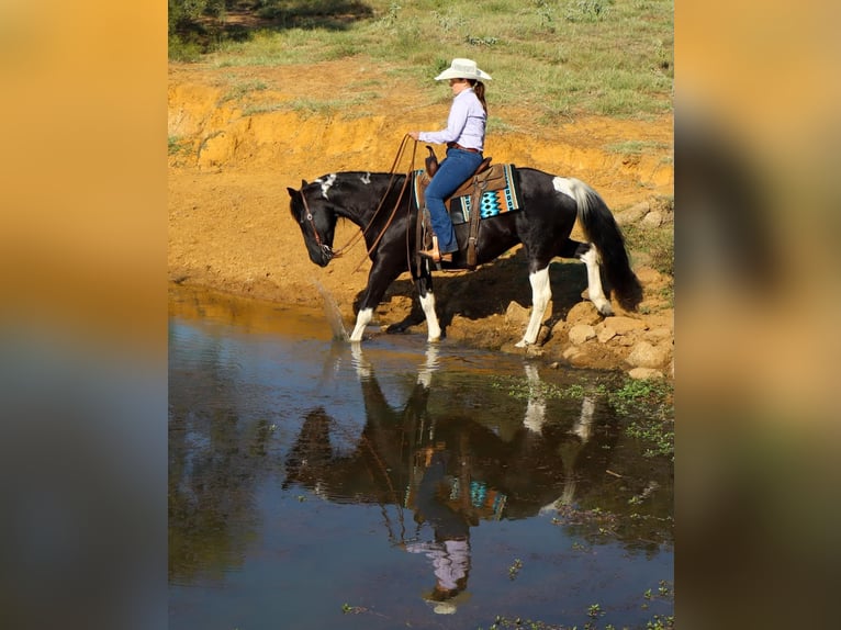 American Quarter Horse Castrone 11 Anni Tobiano-tutti i colori in Keene TX