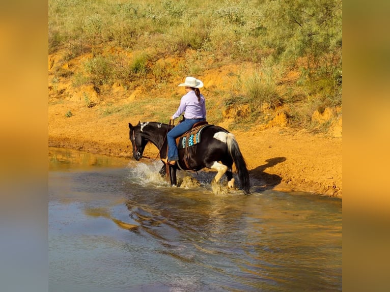 American Quarter Horse Castrone 11 Anni Tobiano-tutti i colori in Keene TX