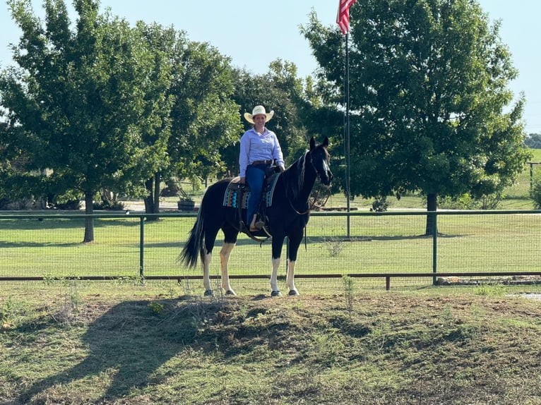 American Quarter Horse Castrone 11 Anni Tobiano-tutti i colori in Keene TX