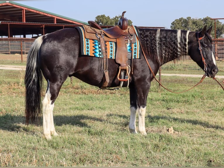 American Quarter Horse Castrone 11 Anni Tobiano-tutti i colori in Keene TX