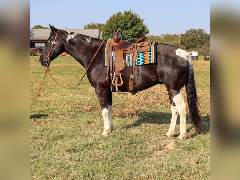 American Quarter Horse Castrone 11 Anni Tobiano-tutti i colori in Keene TX