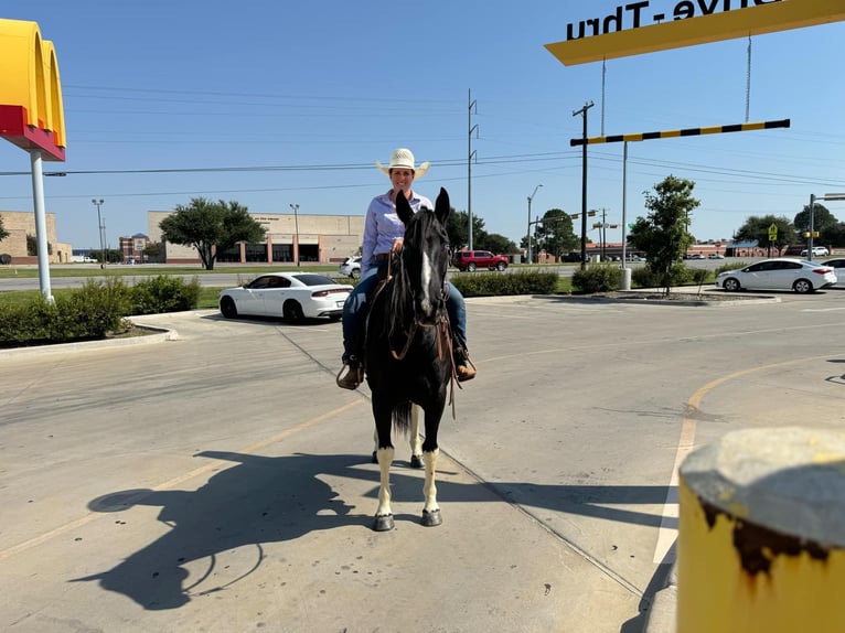 American Quarter Horse Castrone 11 Anni Tobiano-tutti i colori in Keene TX