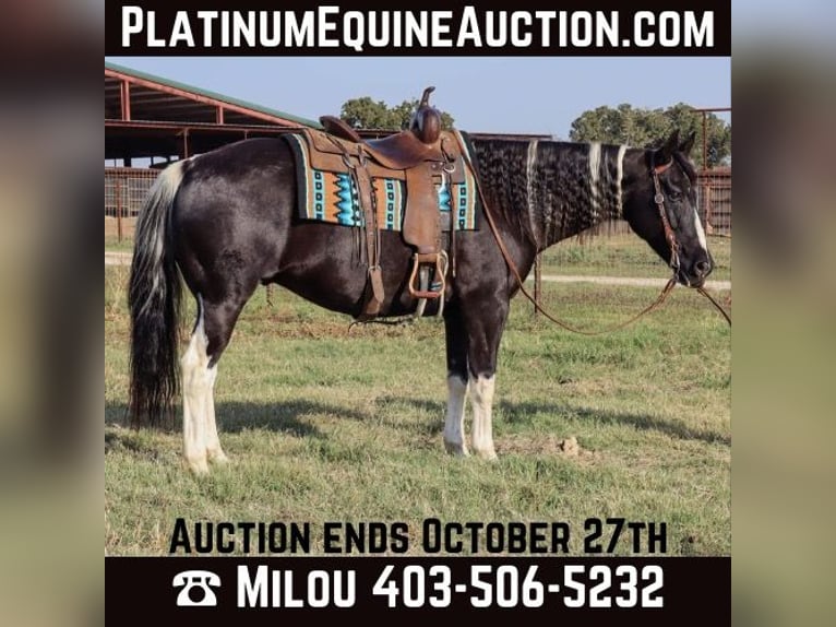 American Quarter Horse Castrone 11 Anni Tobiano-tutti i colori in Keene TX