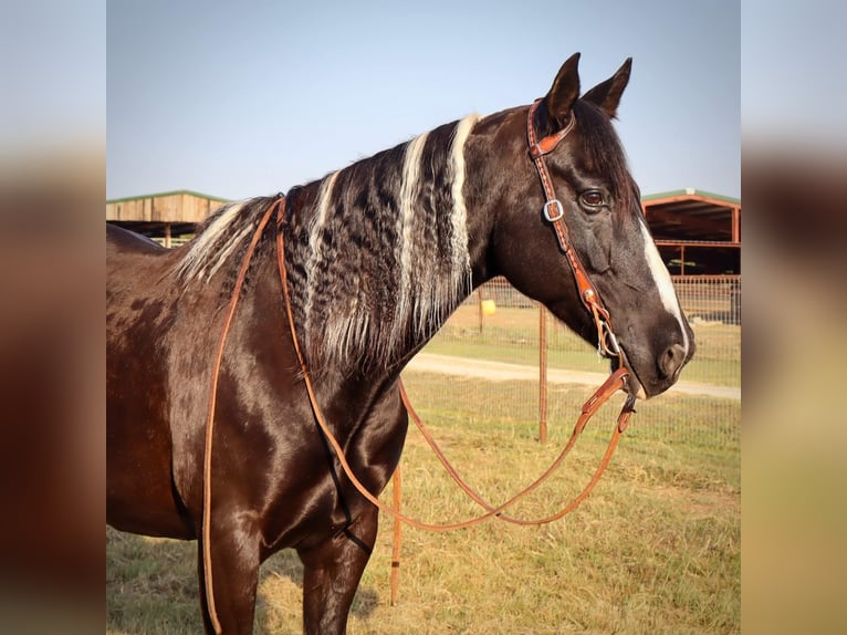 American Quarter Horse Castrone 11 Anni Tobiano-tutti i colori in Keene TX