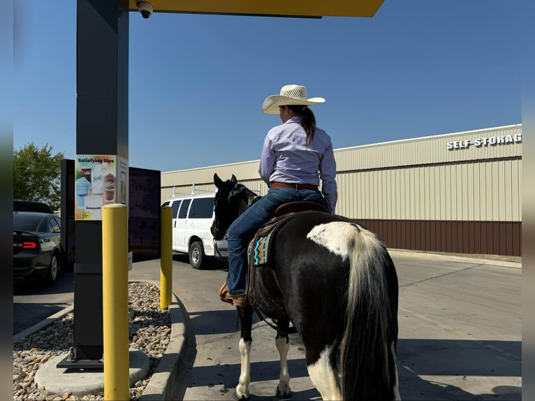 American Quarter Horse Castrone 11 Anni Tobiano-tutti i colori in Keene TX