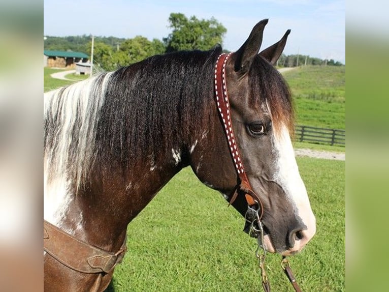 American Quarter Horse Castrone 11 Anni Tobiano-tutti i colori in Somerset