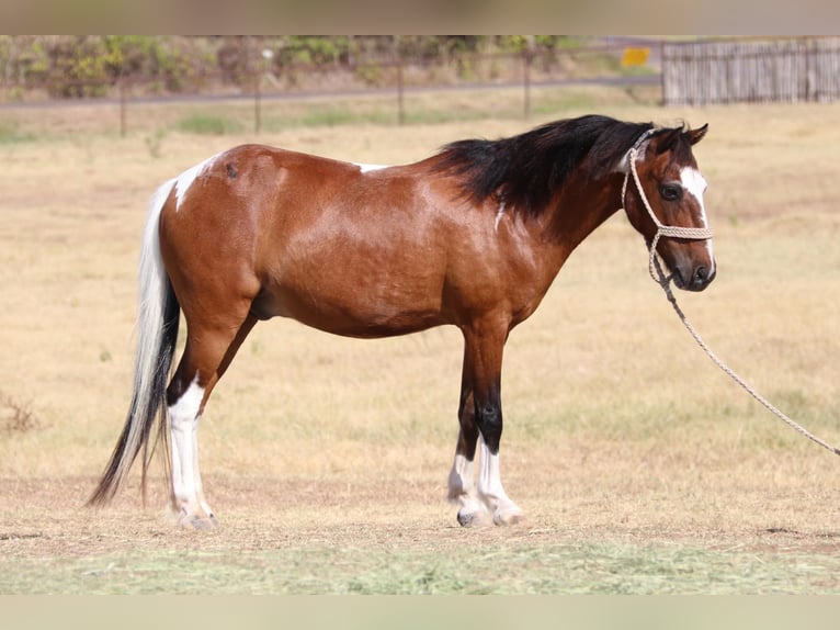 American Quarter Horse Castrone 12 Anni 107 cm Tobiano-tutti i colori in Cleburne Tx