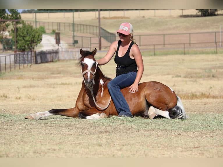 American Quarter Horse Castrone 12 Anni 107 cm Tobiano-tutti i colori in Cleburne Tx