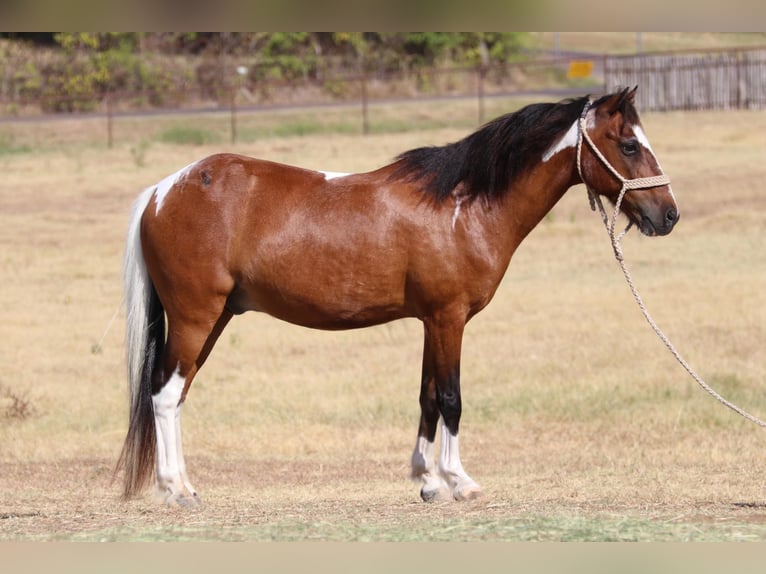 American Quarter Horse Castrone 12 Anni 107 cm Tobiano-tutti i colori in Cleburne Tx