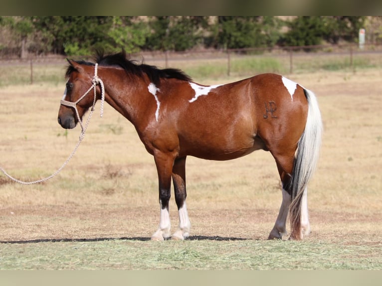 American Quarter Horse Castrone 12 Anni 107 cm Tobiano-tutti i colori in Cleburne Tx