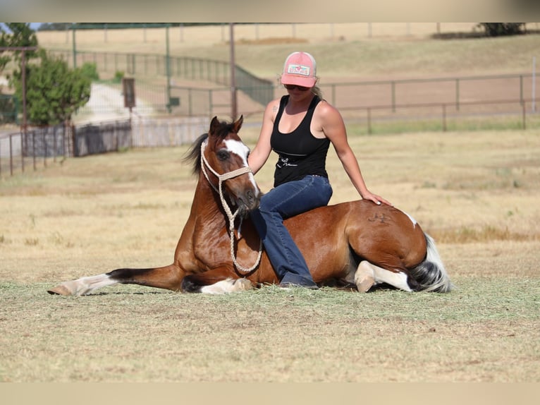 American Quarter Horse Castrone 12 Anni 107 cm Tobiano-tutti i colori in Cleburne Tx