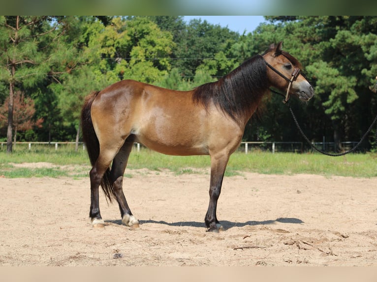 American Quarter Horse Castrone 12 Anni 114 cm Pelle di daino in Willis POint TX