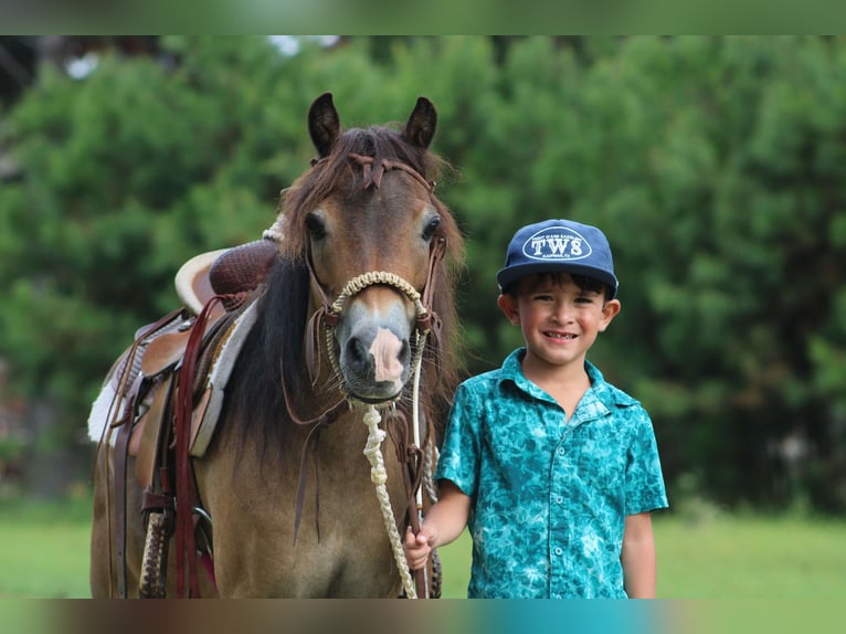 American Quarter Horse Castrone 12 Anni 114 cm Pelle di daino in Willis POint TX