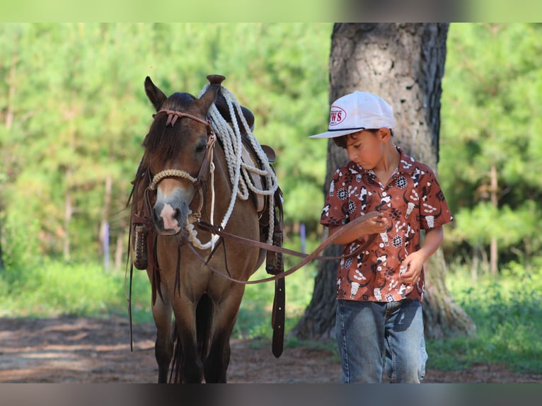 American Quarter Horse Castrone 12 Anni 114 cm Pelle di daino in Willis POint TX