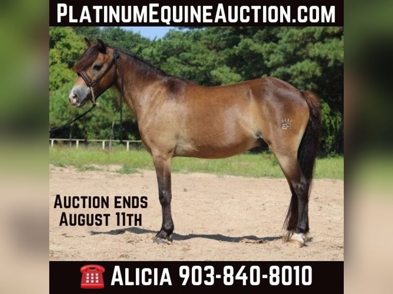 American Quarter Horse Castrone 12 Anni 114 cm Pelle di daino in Willis POint TX