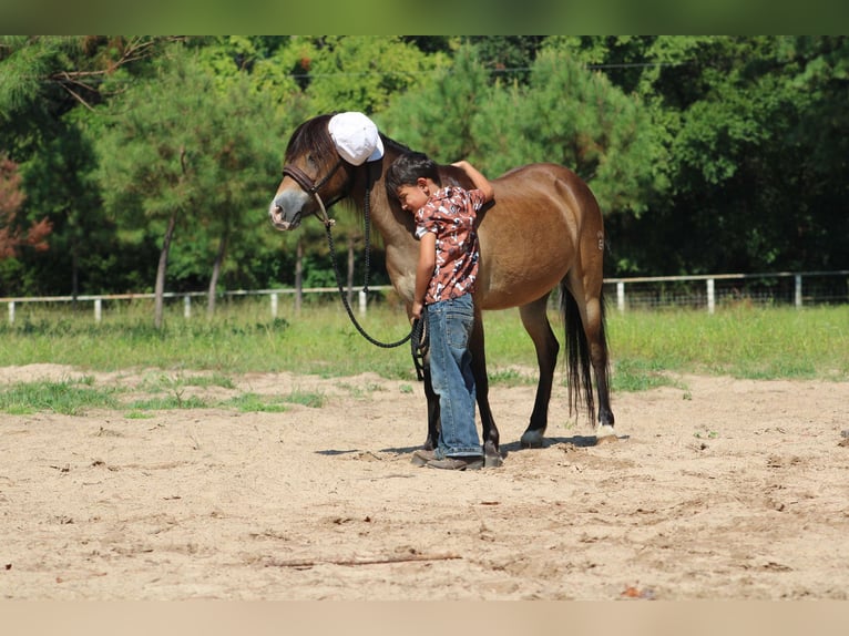 American Quarter Horse Castrone 12 Anni 114 cm Pelle di daino in Willis POint TX