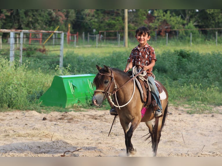 American Quarter Horse Castrone 12 Anni 114 cm Pelle di daino in Willis POint TX