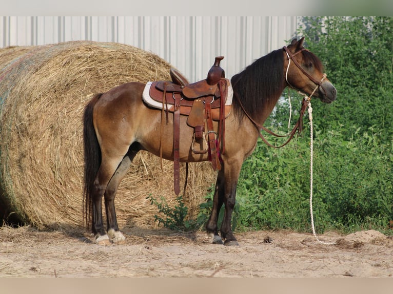 American Quarter Horse Castrone 12 Anni 114 cm Pelle di daino in Willis POint TX