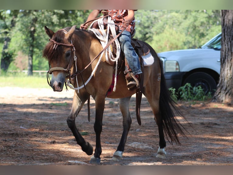 American Quarter Horse Castrone 12 Anni 114 cm Pelle di daino in Willis POint TX