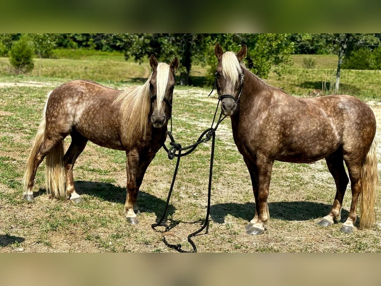 American Quarter Horse Castrone 12 Anni 122 cm Baio in wallingford Ky