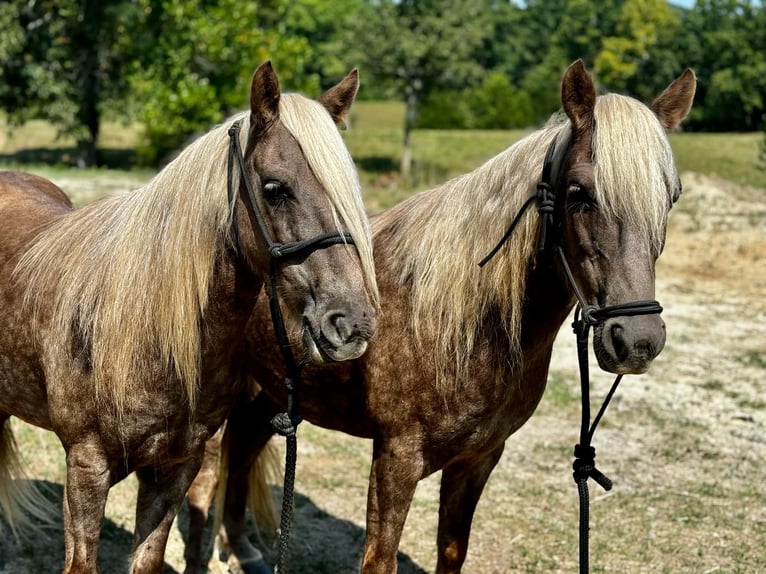 American Quarter Horse Castrone 12 Anni 122 cm Baio in wallingford Ky