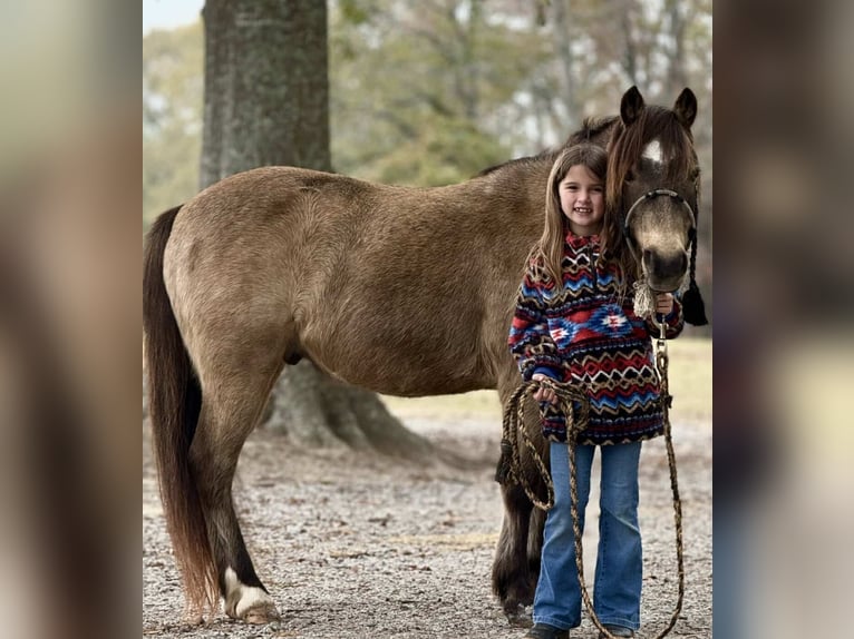 American Quarter Horse Castrone 12 Anni 122 cm Pelle di daino in Brierfield AL