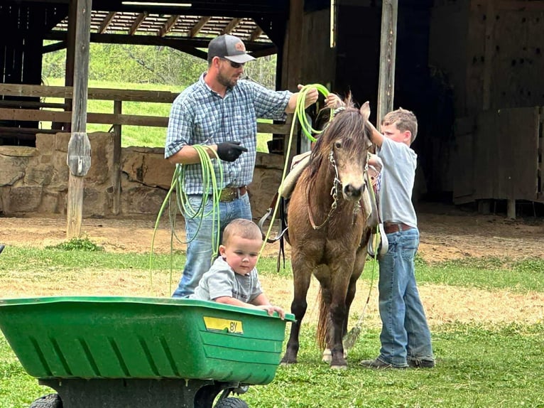 American Quarter Horse Castrone 12 Anni 122 cm Pelle di daino in Brierfield AL