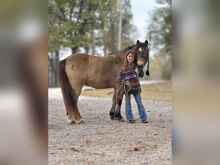 American Quarter Horse Castrone 12 Anni 122 cm Pelle di daino in Brierfield AL