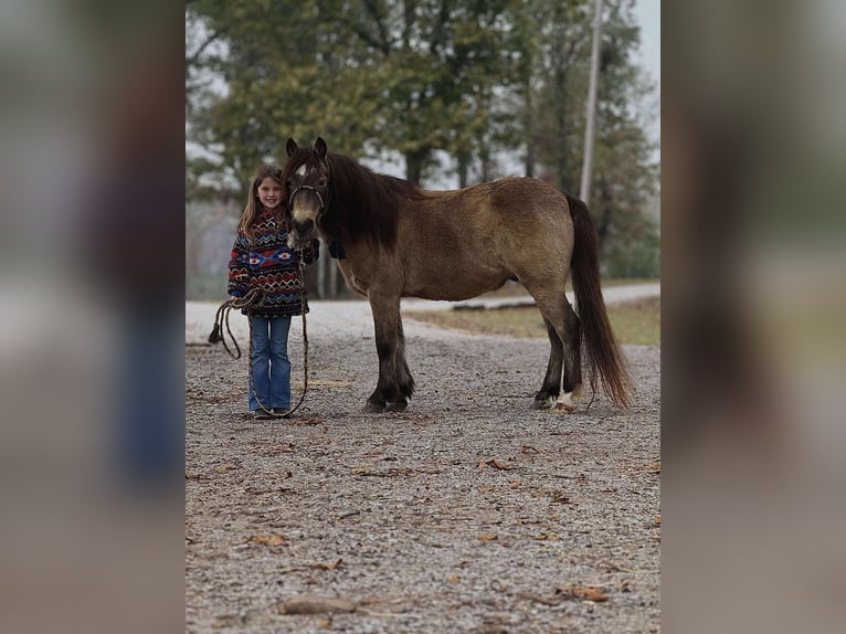 American Quarter Horse Castrone 12 Anni 122 cm Pelle di daino in Brierfield AL