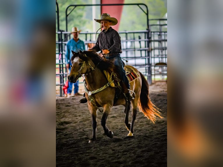 American Quarter Horse Castrone 12 Anni 122 cm Pelle di daino in Brierfield AL