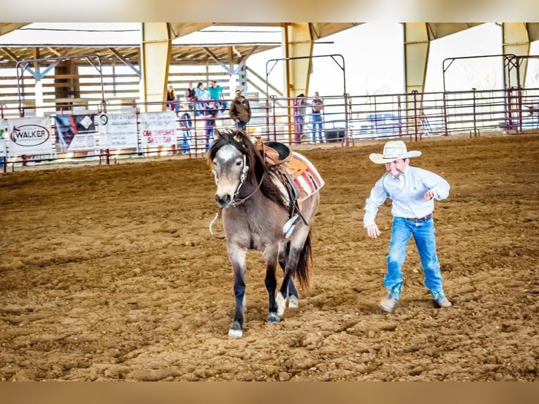 American Quarter Horse Castrone 12 Anni 122 cm Pelle di daino in Brierfield AL