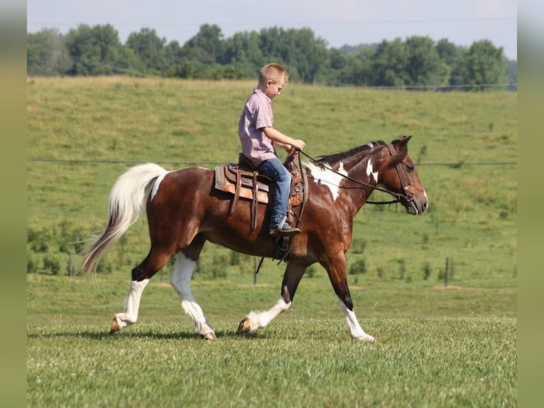 American Quarter Horse Castrone 12 Anni 124 cm Baio ciliegia in Parkers Lake, KY