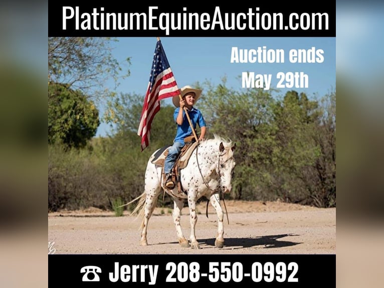 American Quarter Horse Castrone 12 Anni 130 cm Roano rosso in Wickenburg, AZ