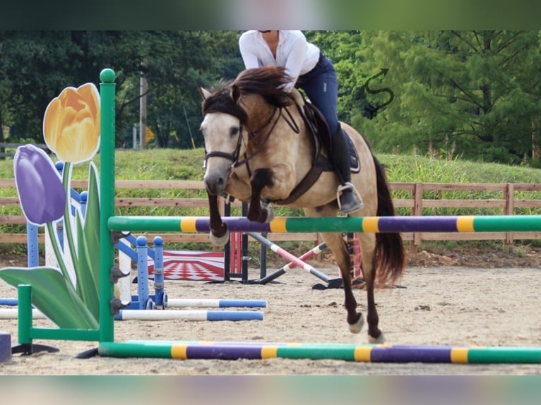 American Quarter Horse Castrone 12 Anni 132 cm Pelle di daino in Hardinsburg In