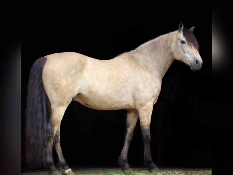 American Quarter Horse Castrone 12 Anni 132 cm Pelle di daino in Hardinsburg In