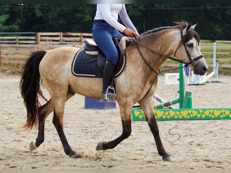 American Quarter Horse Castrone 12 Anni 132 cm Pelle di daino in Hardinsburg In