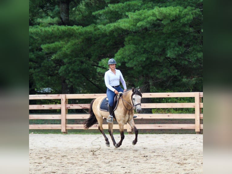 American Quarter Horse Castrone 12 Anni 132 cm Pelle di daino in Hardinsburg In