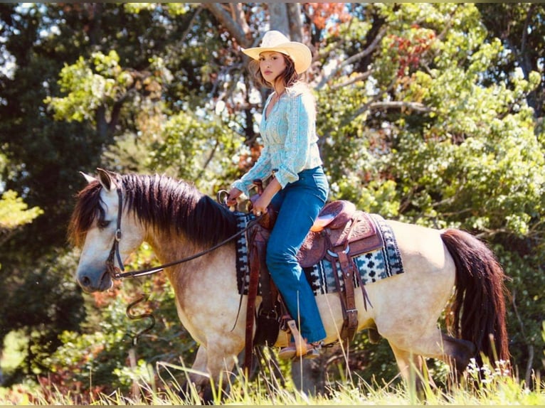 American Quarter Horse Castrone 12 Anni 132 cm Pelle di daino in Hardinsburg In