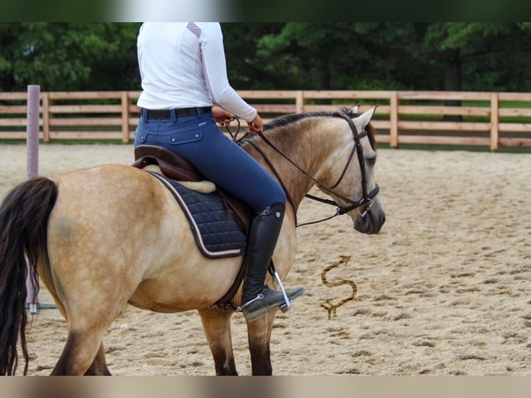 American Quarter Horse Castrone 12 Anni 132 cm Pelle di daino in Hardinsburg In