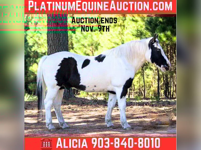 American Quarter Horse Castrone 12 Anni 132 cm Tobiano-tutti i colori in Canton TX